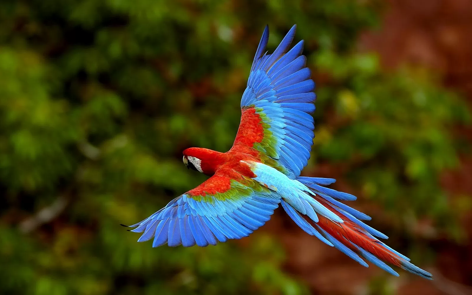 Tranh Treo Tường Vẹt Scarlet Macaw (3 Tấm 40x60 Cm)