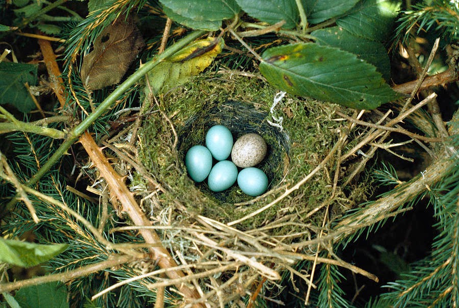 Chim cuckoo đẻ trứng ký sinh vào tổ chim khác Chim cuckoo đẻ trứng ký sinh vào tổ chim khác