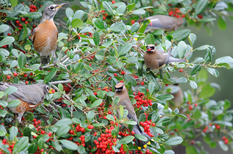 Chim Cedar waxwings Chim Cedar waxwings