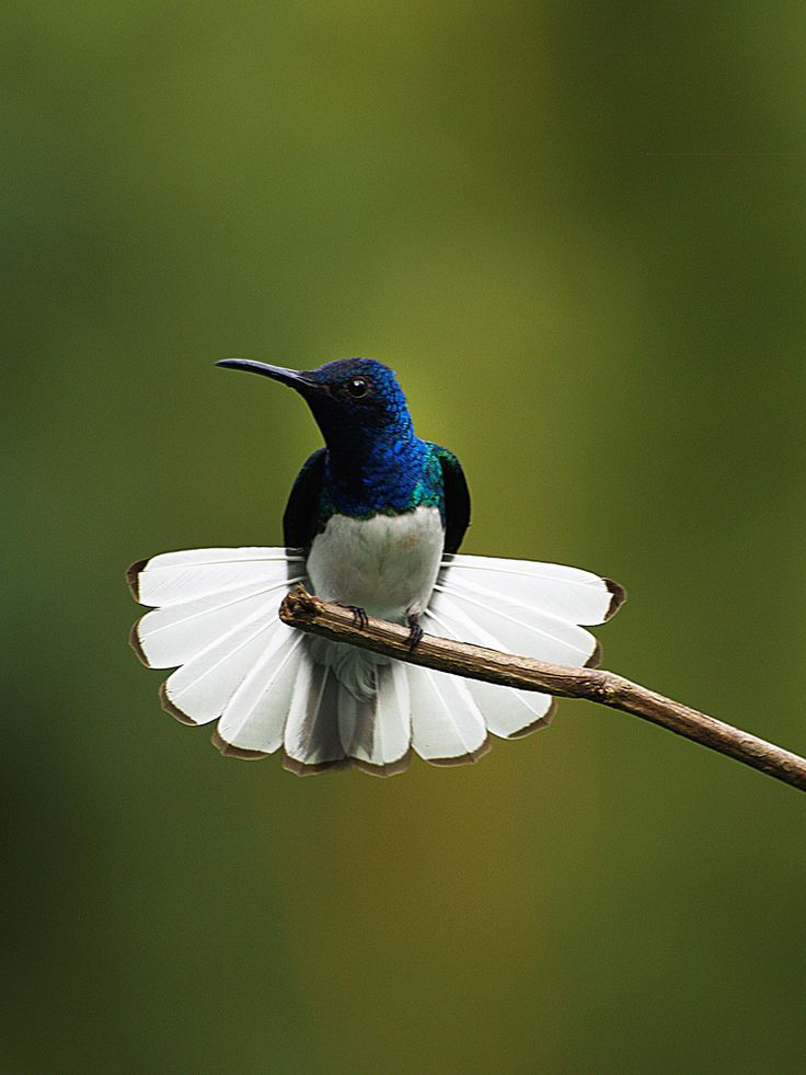 White-Necked Jacobin White-Necked Jacobin
