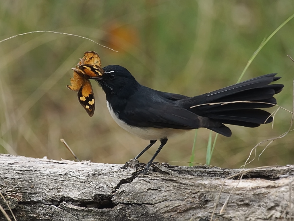 Willie Wagtail - Một Loài Chim Họ Rẻ Quạt - Loài Vật