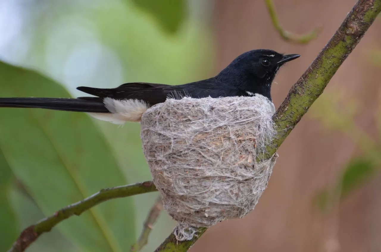 Chim chìa vôi: Loài chim kỳ diệu trong thế giới động vật