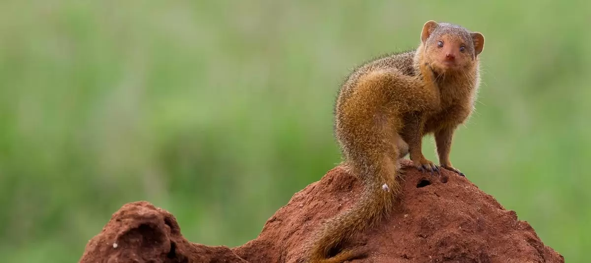 Cầy mangut Cầy mangut