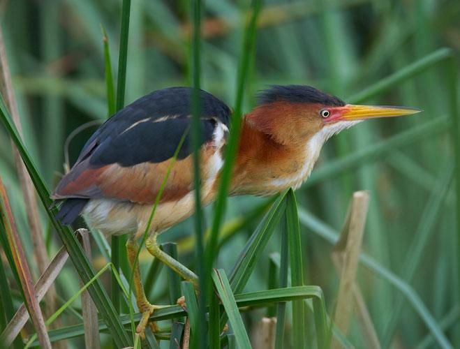 Least Bittern Least Bittern