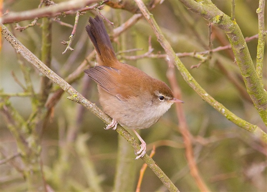 Chim Cetti’s Warbler Chim Cetti’s Warbler