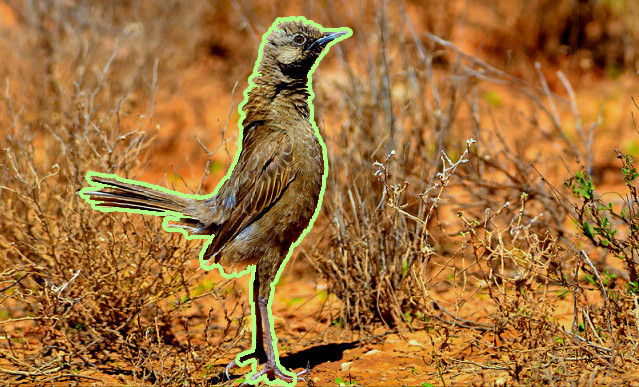 Chim Brown Songlark Chim Brown Songlark