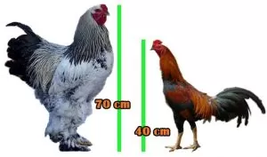 Bất Ngờ Trước Loài Gà Lớn Nhất Thế Giới – Gà Brahma