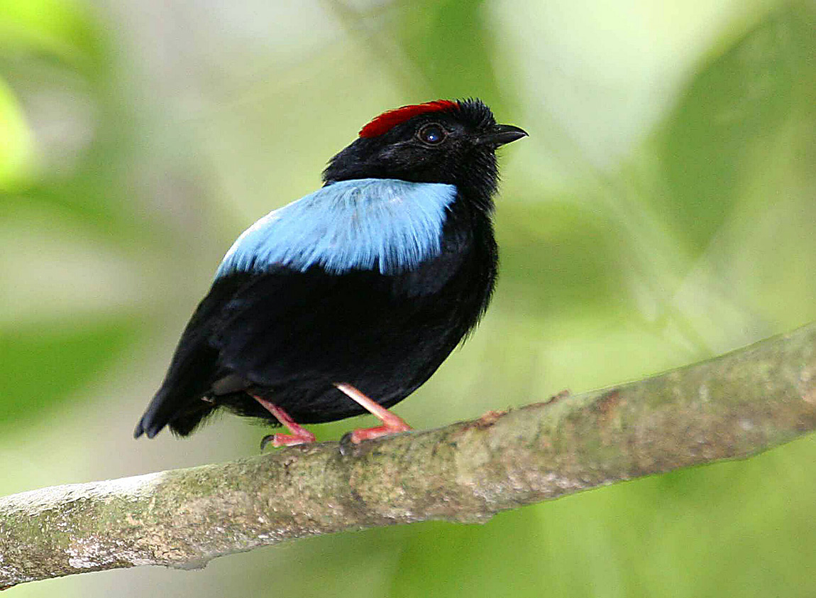 Blue-backed Manakin Blue-backed Manakin