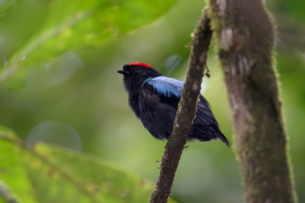 Blue-backed Manakin Blue-backed Manakin