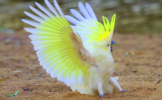Top 8 loài vẹt xanh lam hàng đầu nên nuôi làm thú cưng