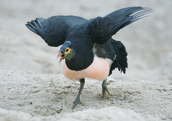 Chim Maleo Chim Maleo