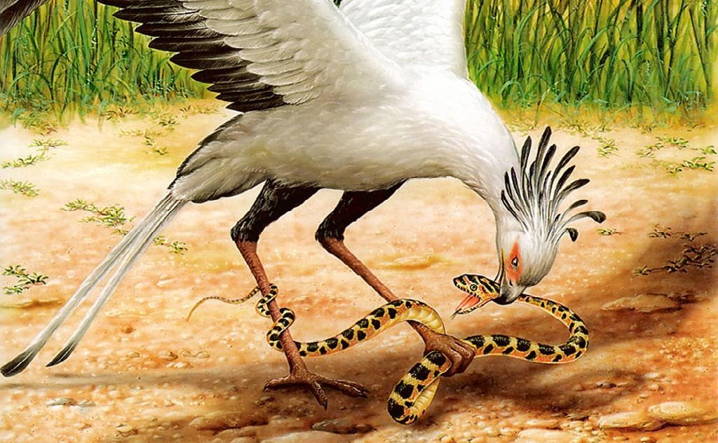 Diều Ăn Rắn Diều Ăn Rắn