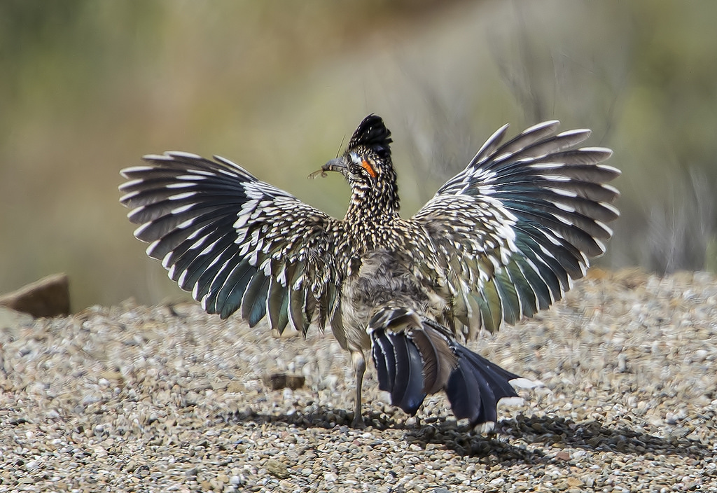 Chẹo Đất Lớn | Loài Chim Chạy Nhanh Nhất & Rắn Đuôi Chuông Kịch Độc - Loài  Vật