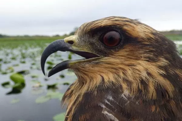 Diều Ăn Sên Diều Ăn Sên