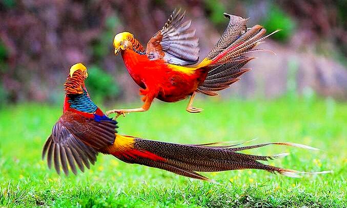 chim trĩ 7 màu | Tràm Chim Việt