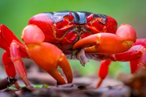 Cua đỏ Đảo Giáng Sinh & Bí Ẩn Đàn Cua Hàng Triệu Con Di Cư