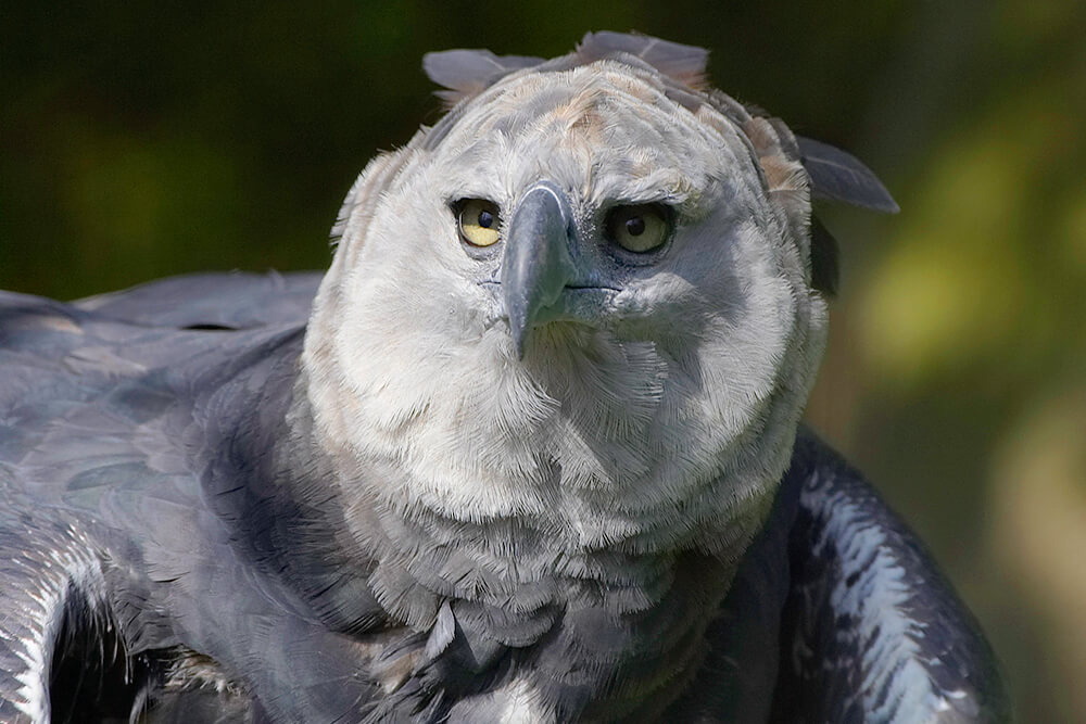 Đại bàng Harpy Đại bàng Harpy