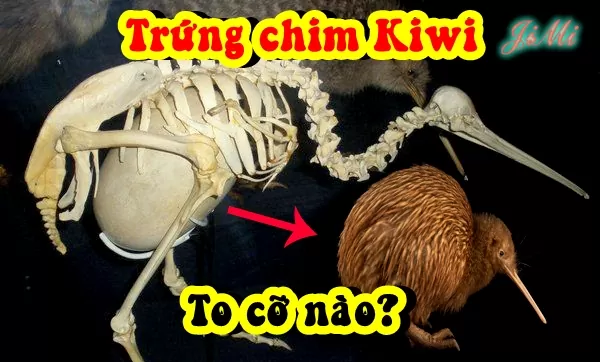 chim kiwi 1