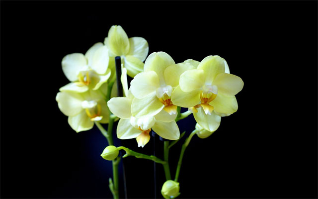 Lan Hồ điệp Lan Hồ điệp