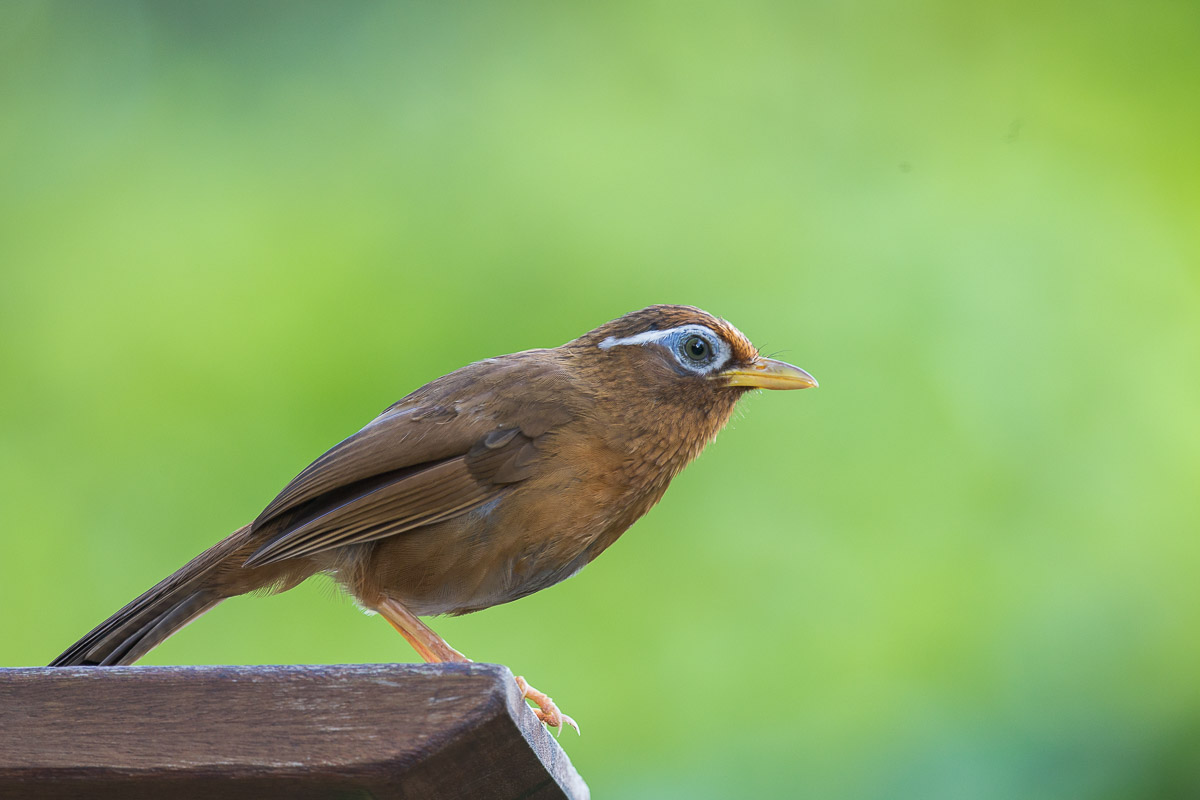 Hình ảnh chim Họa Mi đẹp - Loài chim hot hay nhất