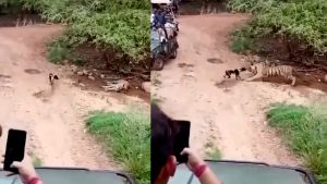 Chú chó tội nghiệp và hổ nằm ngủ bên đường