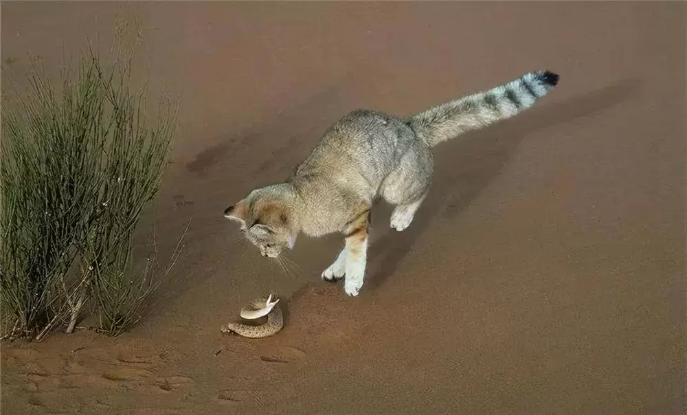 Mèo cát săn mồi Mèo cát săn mồi