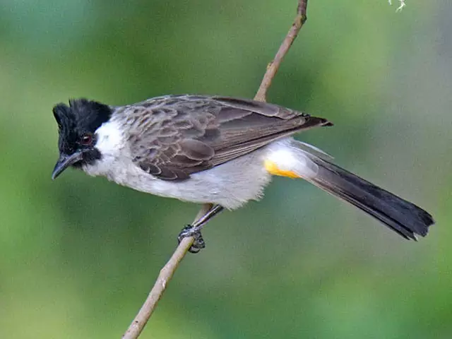 Bông Lau Tai Trắng Bông Lau Tai Trắng