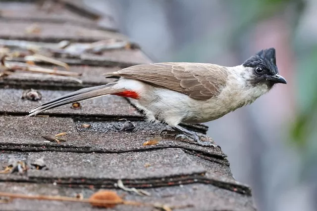 Bông Lau Tai Trắng Bông Lau Tai Trắng