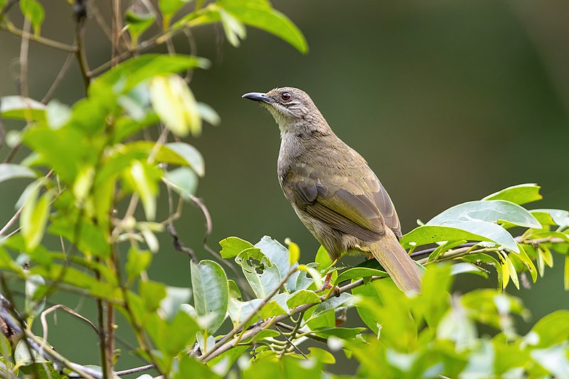 Cách Nuôi Chim Hoành Hoạch Cách Nuôi Chim Hoành Hoạch