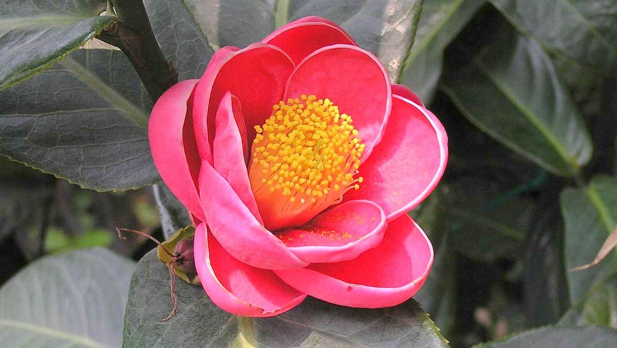 Hoa Hải Đường Hoa Hải Đường