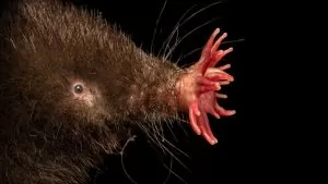 Chuột chũi mũi sao (Star-Nosed Mole): Bậc thầy săn mồi dưới lòng đất