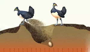 Chim Maleo, Con Non Muốn Sống Sót Phải Tự Mình Dùng Hết Sức Chui Lên Từ Lòng Đất Sâu