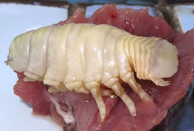 Động vật kỳ lạ - Betty - Cymothoa exigua Động vật kỳ lạ - Betty - Cymothoa exigua