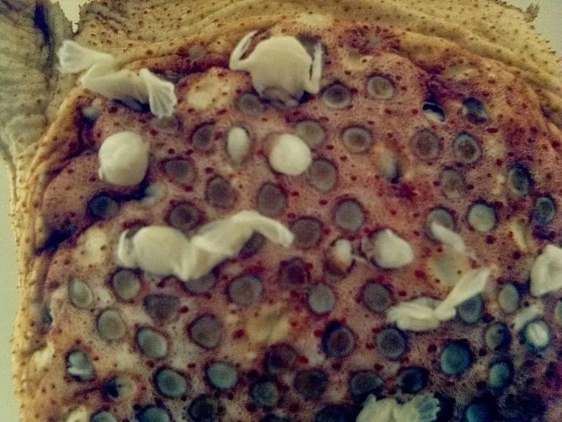 Cóc tổ ong sinh sản Cóc tổ ong sinh sản