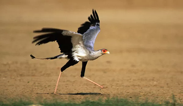 Diều ăn rắn Diều ăn rắn
