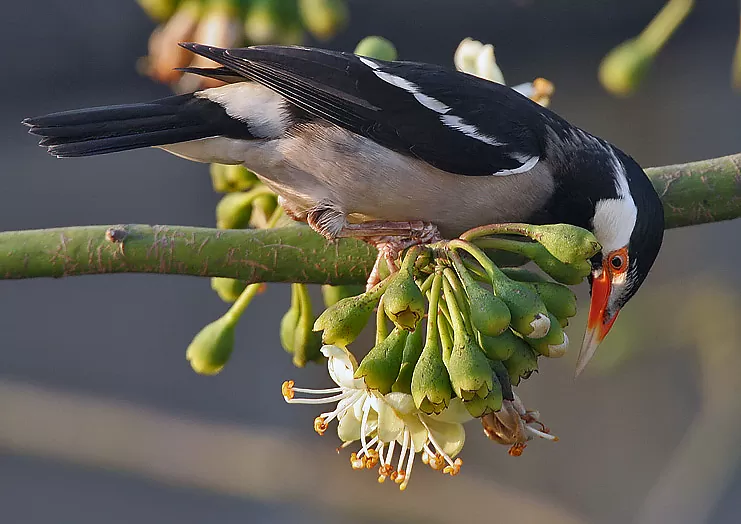 Sáo khoang châu Á Sáo khoang châu Á