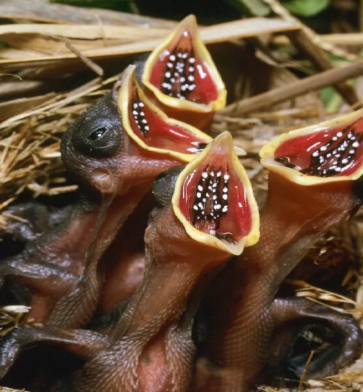 Chim sẻ ngô râu non