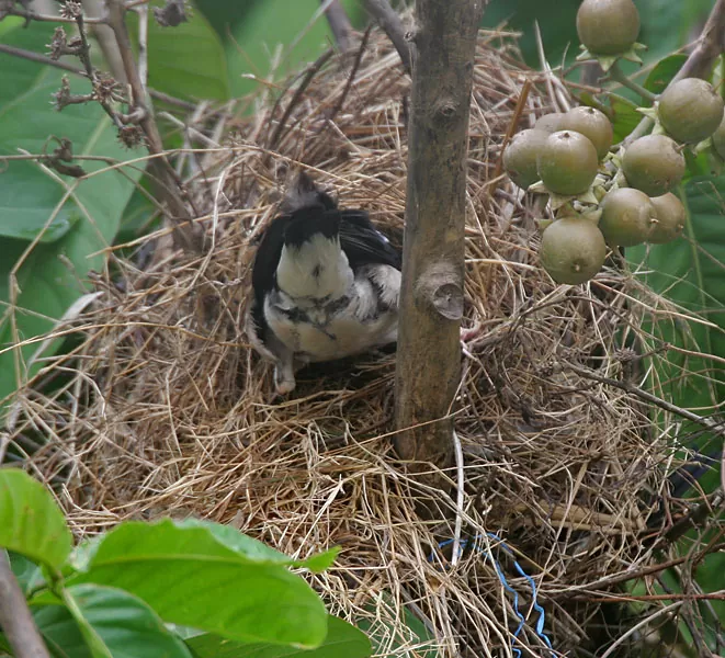 Tổ chim sáo khoang châu Á Tổ chim sáo khoang châu Á