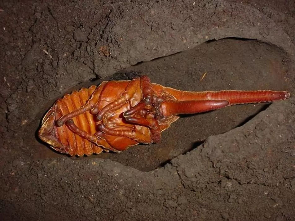 Bọ cánh cứng hercules