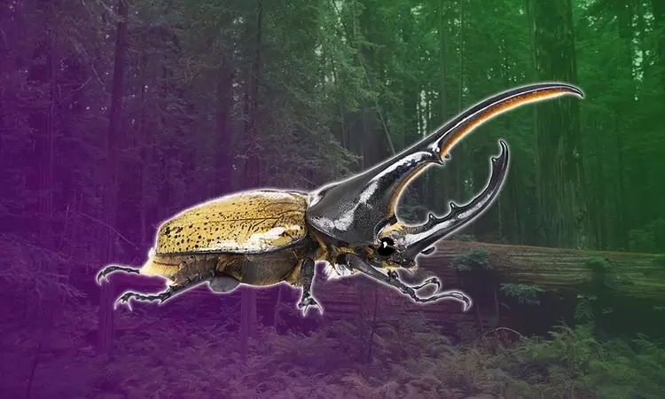 Bọ cánh cứng Hercules