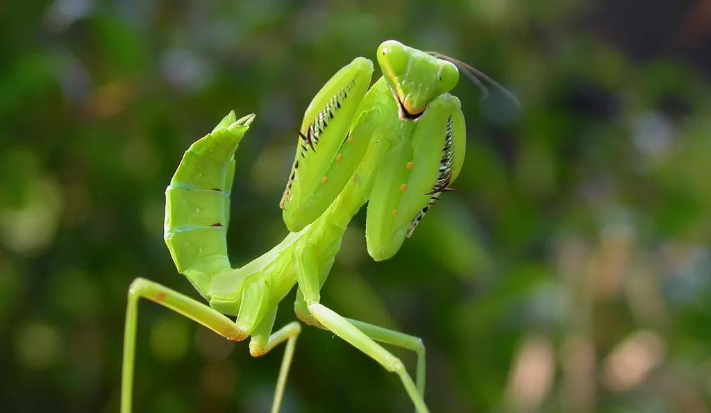 Bọ ngựa Bọ ngựa