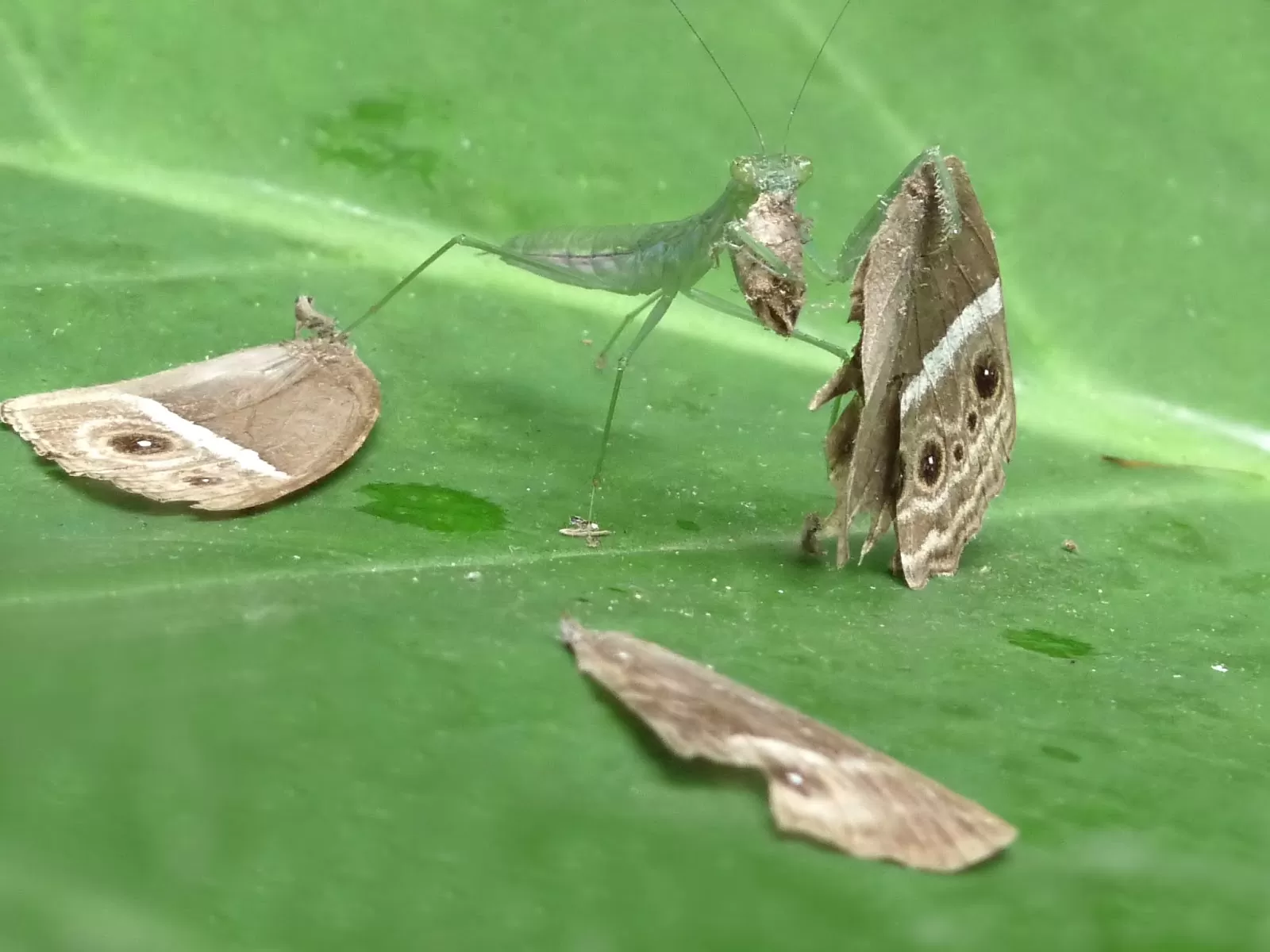 Bọ ngựa Bọ ngựa