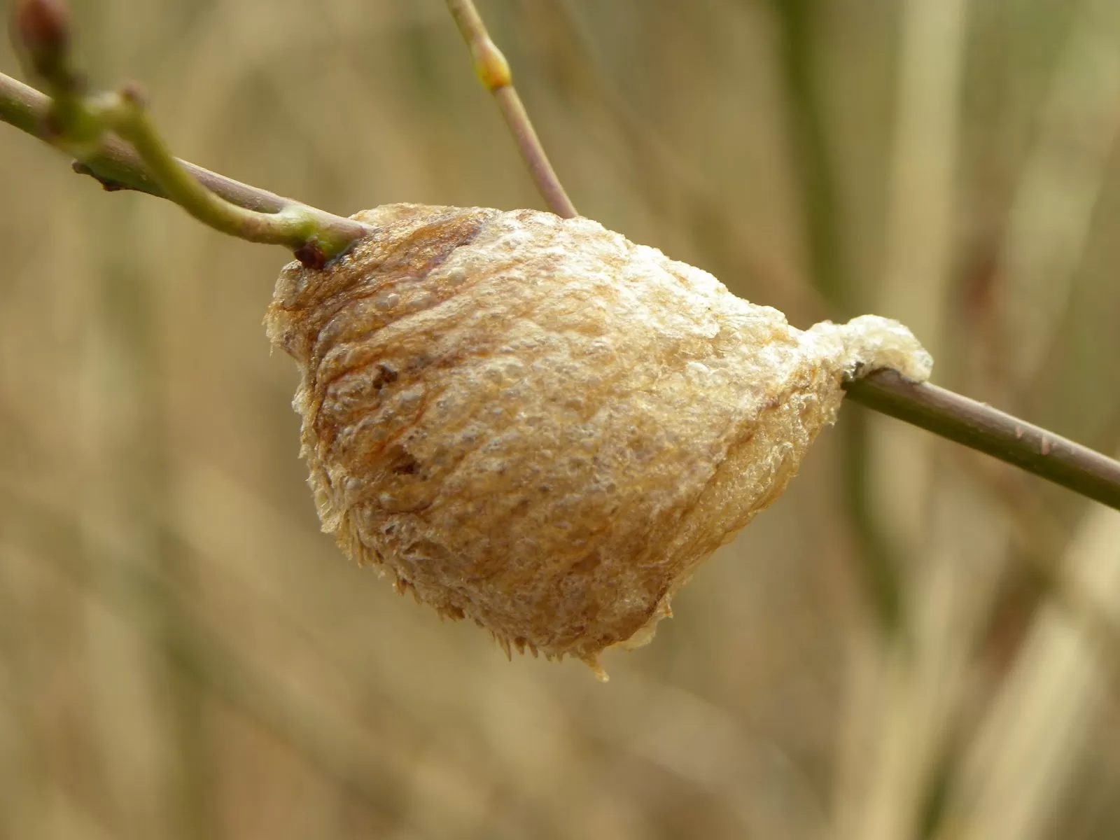 Tổ bọ ngựa Tổ bọ ngựa