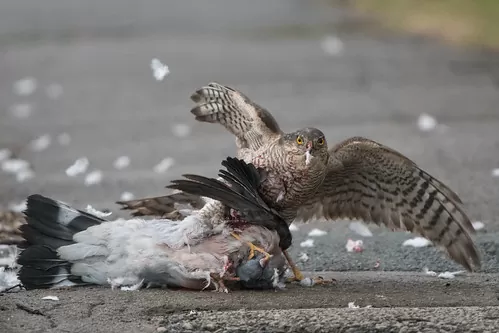 Cắt hỏa mai săn mồi Cắt hỏa mai săn mồi