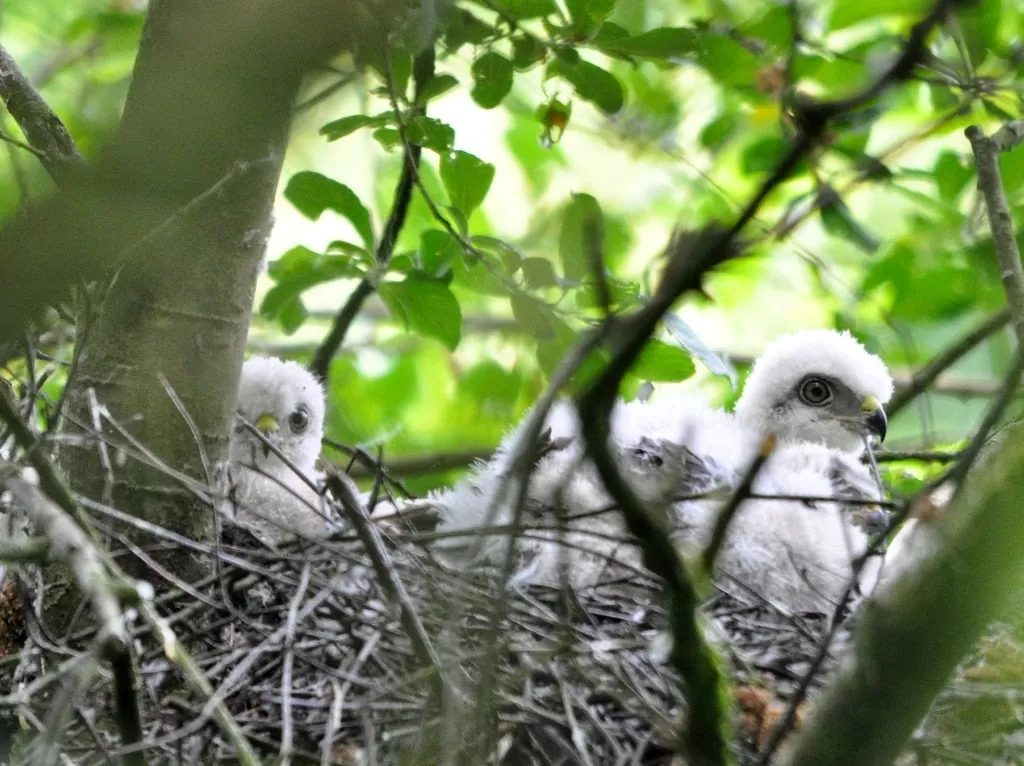 Cắt Hoả Mai Cắt Hoả Mai