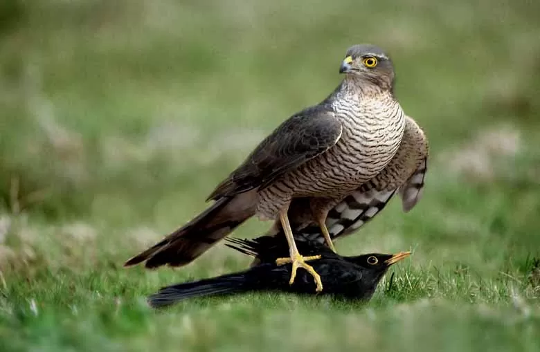 Chim cắt hỏa mai Chim cắt hỏa mai