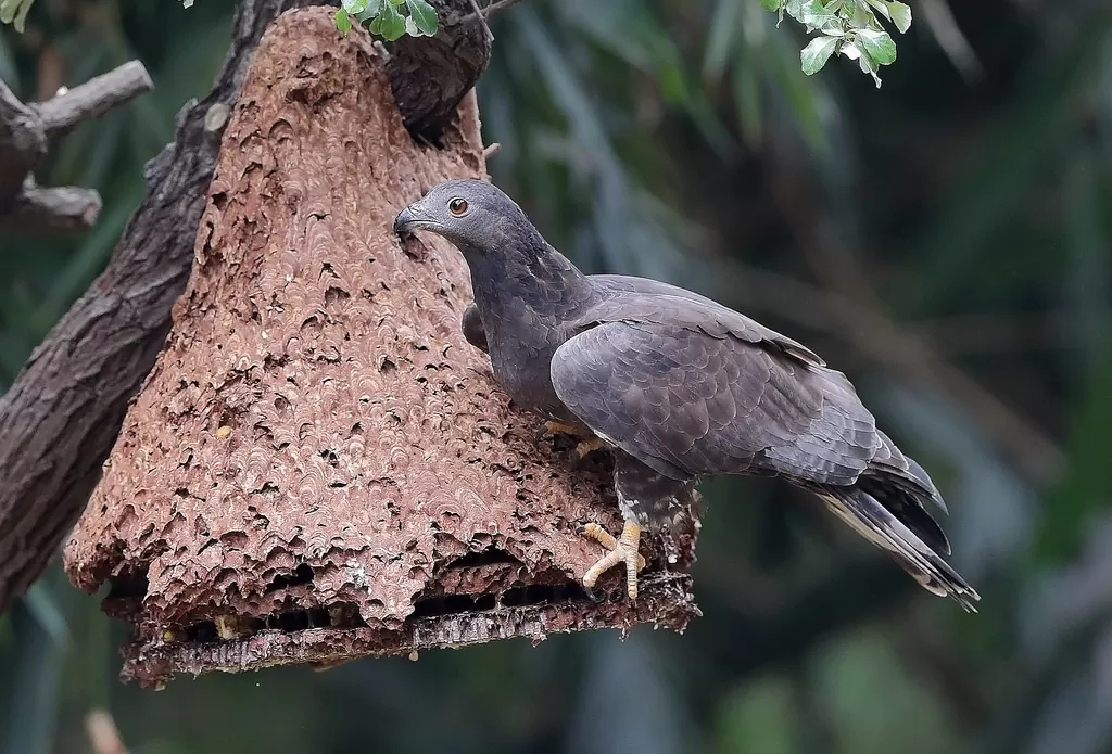 Diều Ăn Ong Diều Ăn Ong