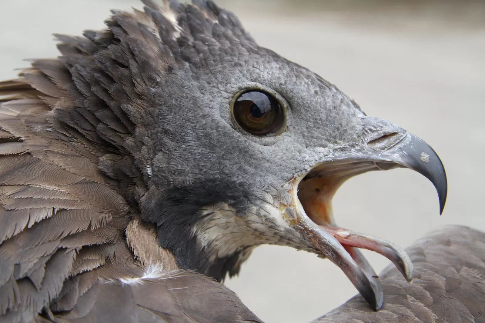 Diều Ăn Ong Diều Ăn Ong