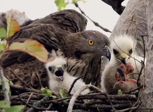Tổ và chim non Diều Ăn Ong Tổ và chim non Diều Ăn Ong