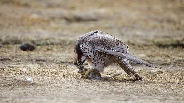 Chim cắt saker và con mồi Chim cắt saker và con mồi